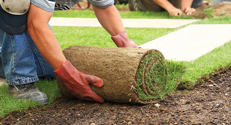 Gardener trimming a plant